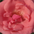 Rose - Rosiers hybrides de thé - Sebastian Schultheis